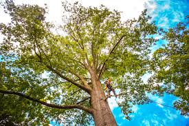 Reliable Rancho Cucamonga, CA Tree Care Solutions