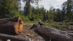 Reliable Rancho Cucamonga, CA Tree Care Solutions