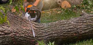 Best Tree Trimming and Pruning  in Rancho Cumonga, CA