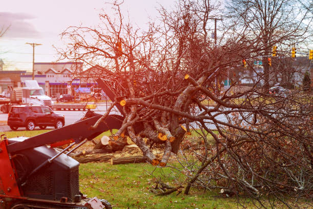 Best Fruit Tree Pruning  in Rancho Cumonga, CA