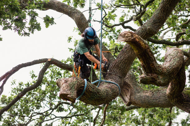 Best Palm Tree Trimming  in Rancho Cumonga, CA