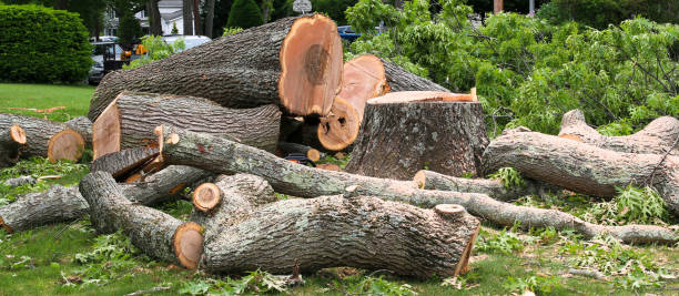 Best Tree Health Inspection  in Rancho Cumonga, CA